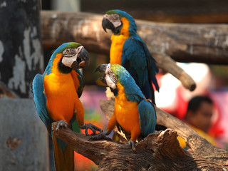 Blue and Gold Macaw