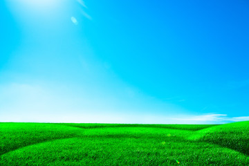 Naklejka na ściany i meble Green grass under blue sky