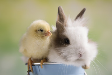 Happy Easter. Chickens in bunny