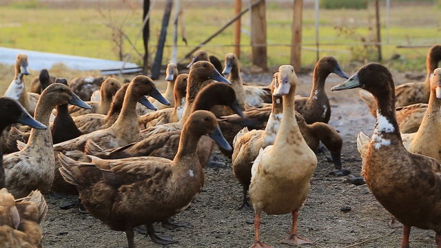 Domestic Ducks on farm, Tak province, Thailand.