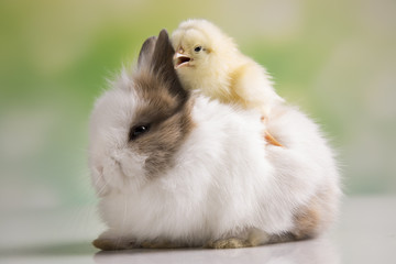 Happy Easter. Chickens in bunny