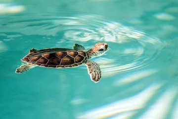 Fotobehang Schildpad Schattige bedreigde babyschildpad