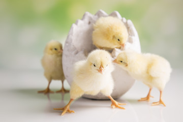 Easter chicken in the basket