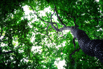 Fototapeta na wymiar forest trees nature green wood sunlight backgrounds