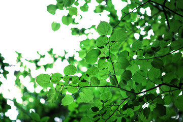 Fototapeta na wymiar green leaves with sun
