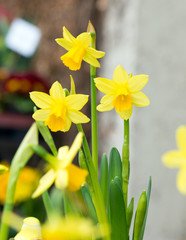 wunderschöne Narzissen