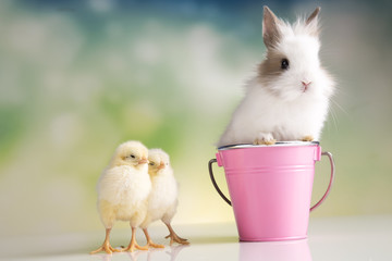 Happy Easter. Chickens in bunny