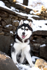siberian husky dog winter portrait