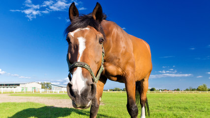 Neugieriges Pferd