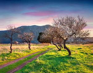 Bloosoming almond garden on the cape San Vito