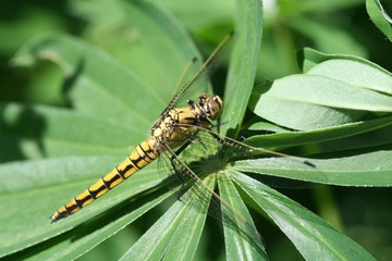 yellow dragonfly