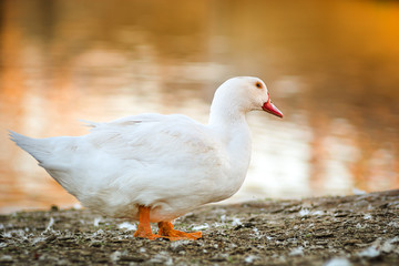 Fototapeta na wymiar Duck Goose in nature to last hour, Golden Hour