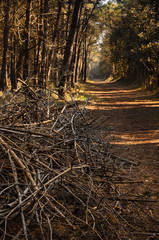 Rami nel bosco