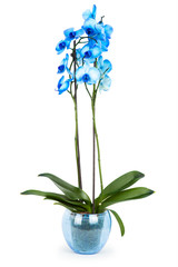 Naklejka na ściany i meble blue orchid on white