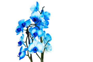 Fototapeta na wymiar blue orchid on white