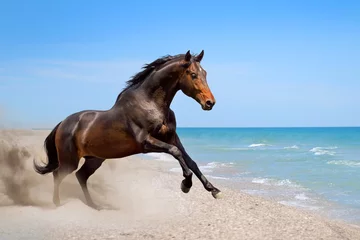 Poster Mooi paard rennen langs de kust van de zee © callipso88