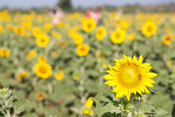 Sunflower in a field