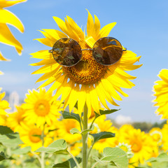 Glasses with sunflower