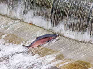 Fototapeta premium Chinook Coho Salmon Jumping Issaquah Hatchery Washington State