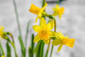 Blume vor Schnee