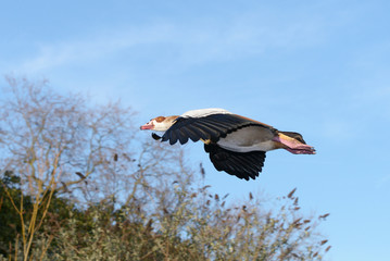 Egyptian Goose, Alopochen aegyptiaca