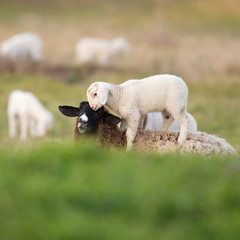 the walk of the lamb