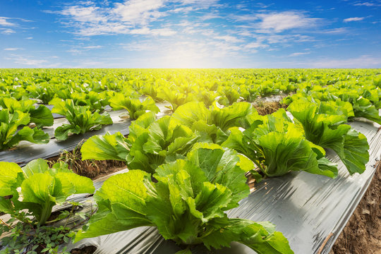 Green Lettuce On Field Agricuture With Blue Sky