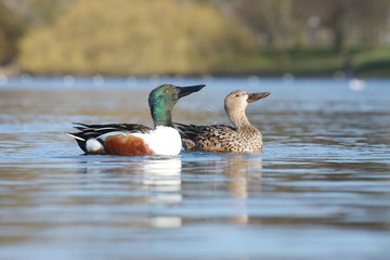Northern Shoveler, Shoveler, Anas clypeata