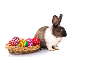 Rabbit with Easter eggs isolated on white background