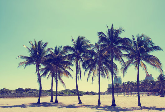 Vintage toned photo of coconut palms