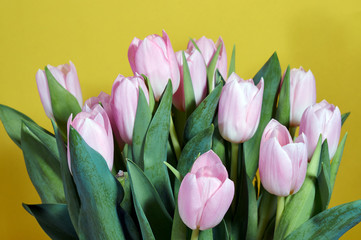 Bouquet of pink tulips on a yellow background.
