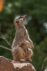 Playful and curious suricates in a small open resort