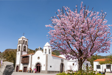 Main square of Santiago del Teide and almond tree