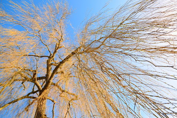 Willow tree