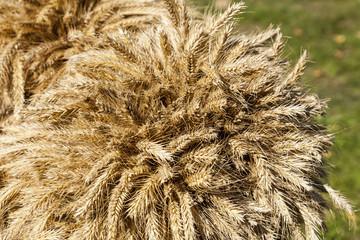 Ears of rye harvested in autumn.