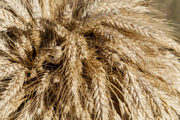 Fototapeta premium Ears of rye harvested in autumn.