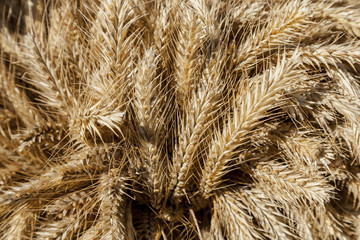 Ears of rye, autumn harvest ripe.