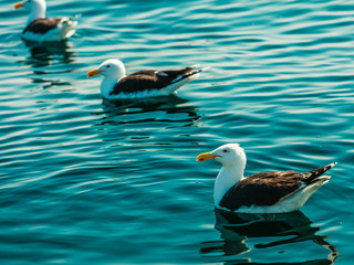 seagull birds sit in the water of the sea