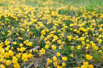 Yellow aconites in spring forest