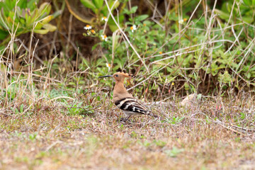 Eurasian Hoopoe (Upupa epops) in Japan