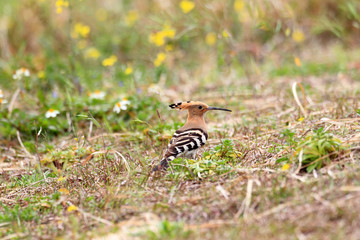 Eurasian Hoopoe (Upupa epops) in Japan