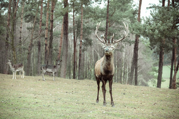 Red deer stag in autumn fall forest