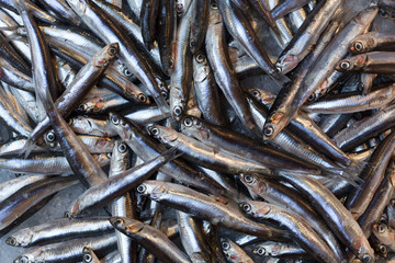 Fresh sprat on a fish market