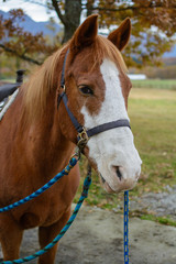 馬のポートレート