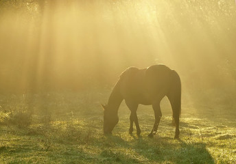 horse in the morning fog