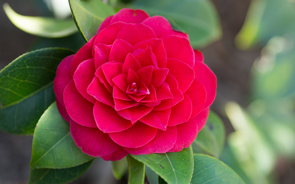 Fleur rouge de cam&eacute;lia du Japon