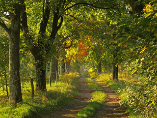 Autumn wild landscape with road