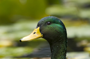 Mallard duck closeup.