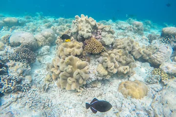 Fotobehang exotic marine life near Maldives island © theyok