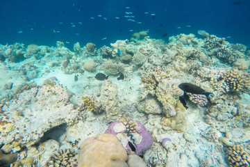 exotic marine life near Maldives island